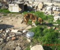 Χωριστή Δράμας: Τις απείλησε με τσεκούρι επειδή πήγαν να σώσουν τα σκυλιά
